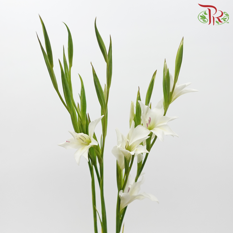Gladiolus Mini - White (10 Stems)-White-Netherland-prflorist.com.my
