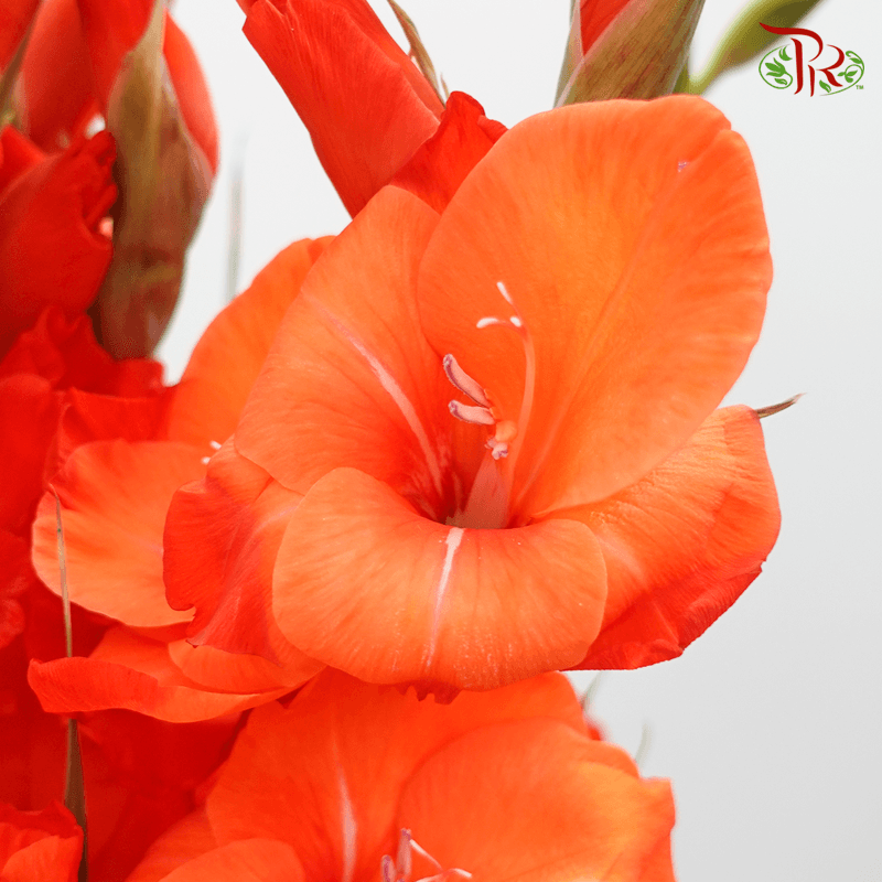 Gladiolus - Orange (9-10 Stems)-Orange-China-prflorist.com.my