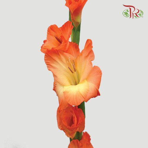 Gladiolus - Orange (9-10 Stems)-Orange-Malaysia-prflorist.com.my