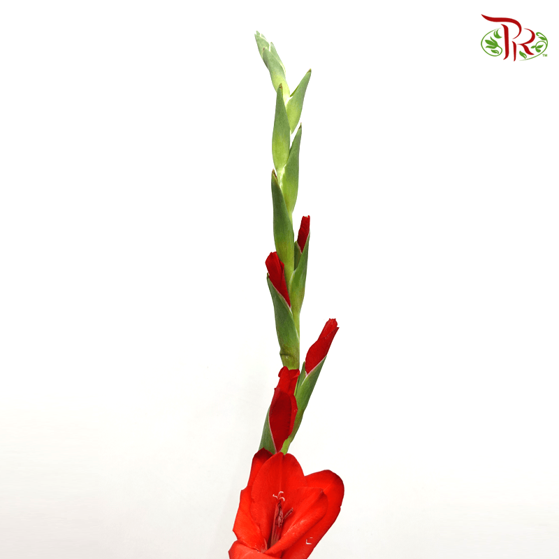 Gladiolus Orange Red (10 Stems)-Red-Vietnam-prflorist.com.my