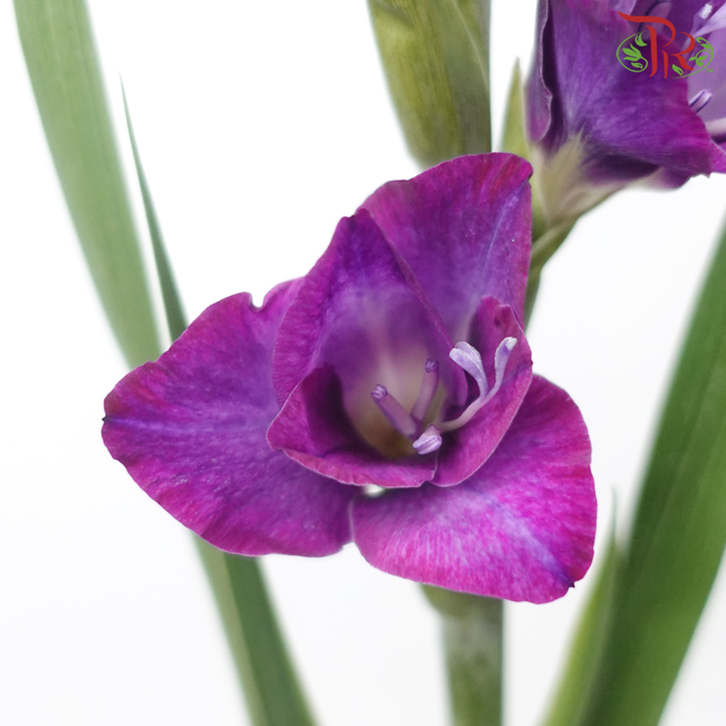 Gladiolus - Purple (10 Stems)-Purple-Vietnam-prflorist.com.my