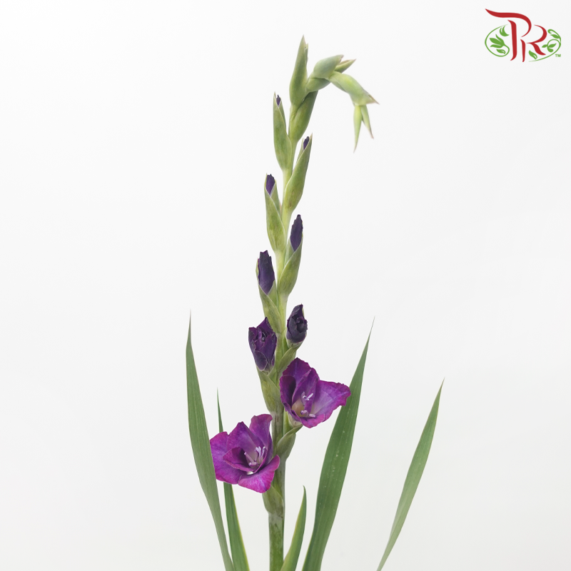 Gladiolus - Purple (10 Stems)-Purple-Vietnam-prflorist.com.my