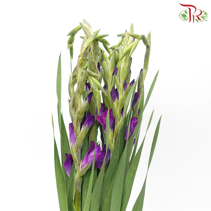 Gladiolus - Purple (10 Stems)-Purple-Vietnam-prflorist.com.my