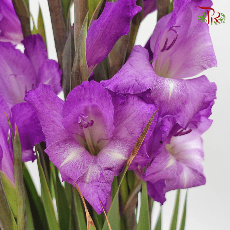 Gladiolus - Purple (9-10 Stems)-Purple-China-prflorist.com.my
