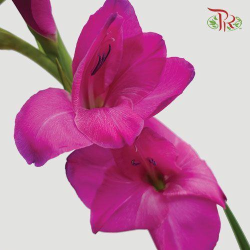 Gladiolus - Purple (9-10 Stems)-Purple-Malaysia-prflorist.com.my