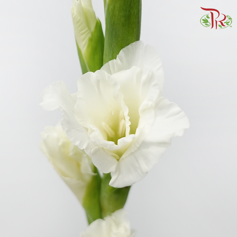 Gladiolus - White (5 Stems)-White-Netherland-prflorist.com.my