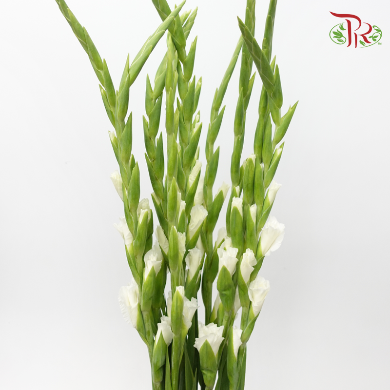 Gladiolus - White (5 Stems)-White-Netherland-prflorist.com.my