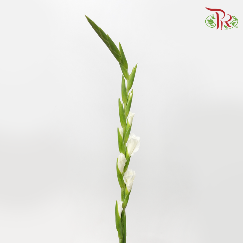 Gladiolus - White (5 Stems)-White-Netherland-prflorist.com.my