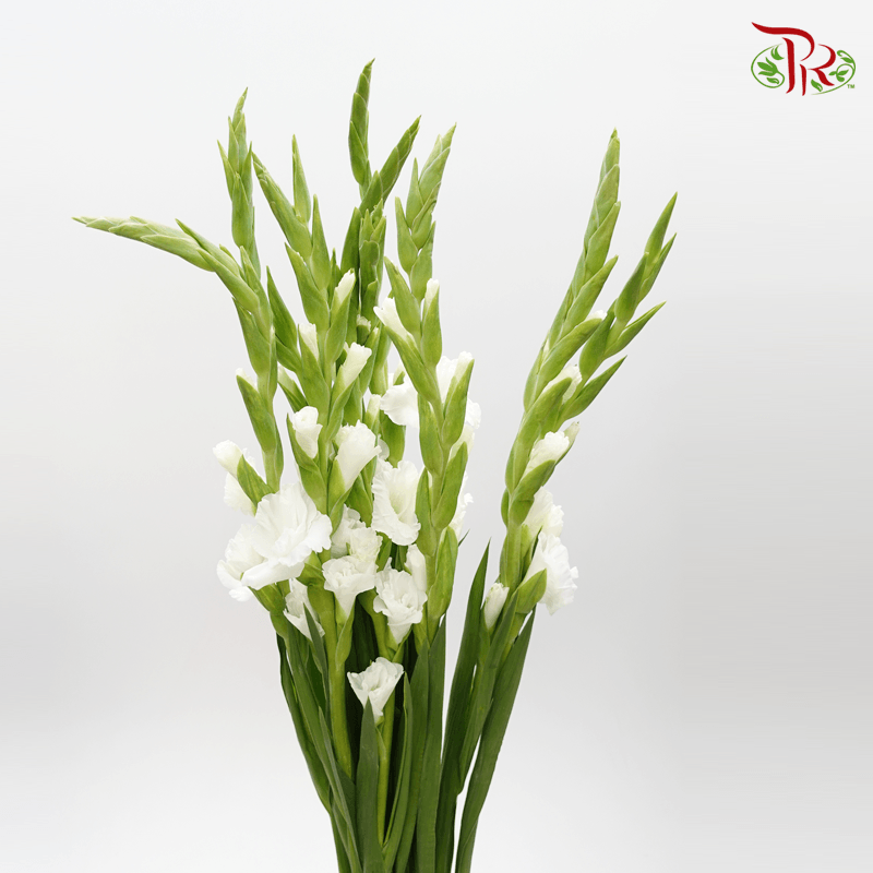 Gladiolus - White (9-10 Stems) - Pudu Ria Florist