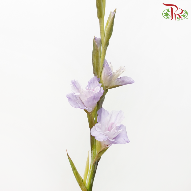 Gladiolus - Wisteria Lilac (9-10 Stems)-Lilac-China-prflorist.com.my