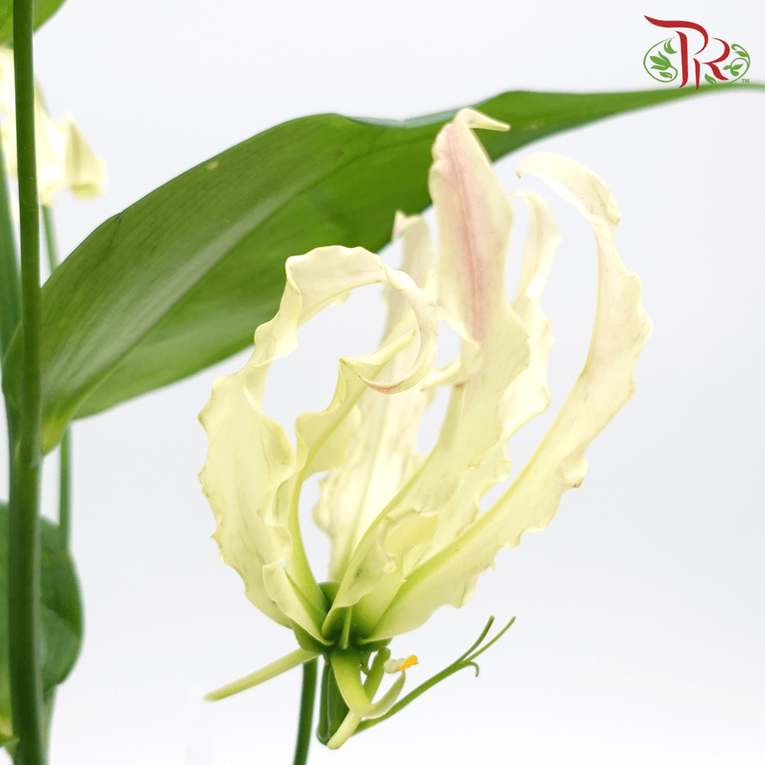 Gloriosa - Cream (2 Stems)-Cream-Japan-prflorist.com.my