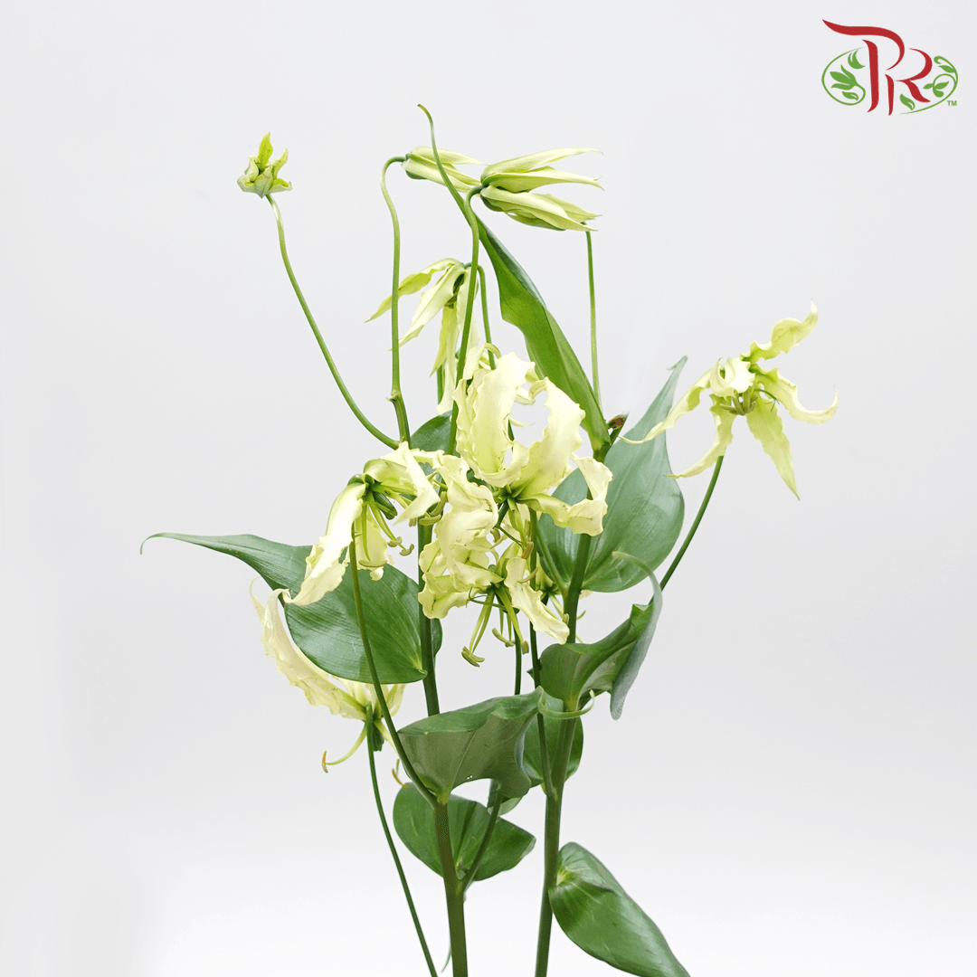 Gloriosa - Cream (2 Stems)-Cream-Japan-prflorist.com.my