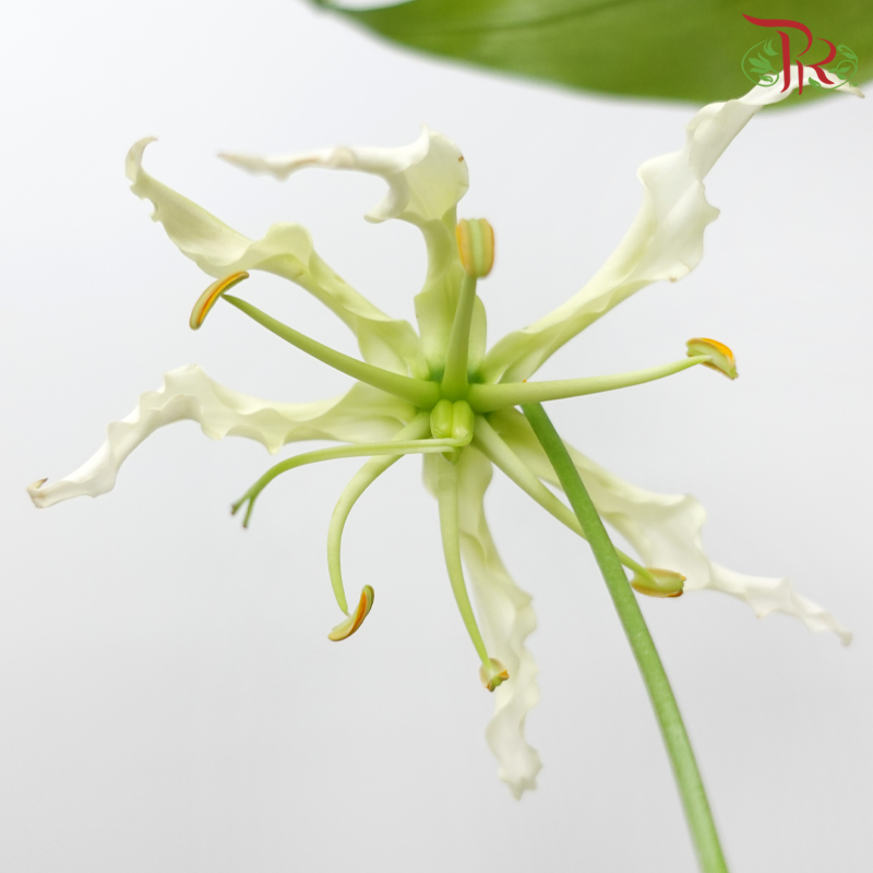 Gloriosa - Tone Light Pink (2 Stems)-Pink-Japan-prflorist.com.my