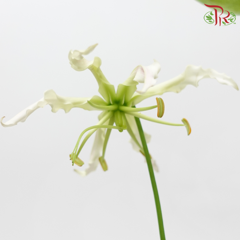 Gloriosa - Tone Light Pink (2 Stems)-Pink-Japan-prflorist.com.my