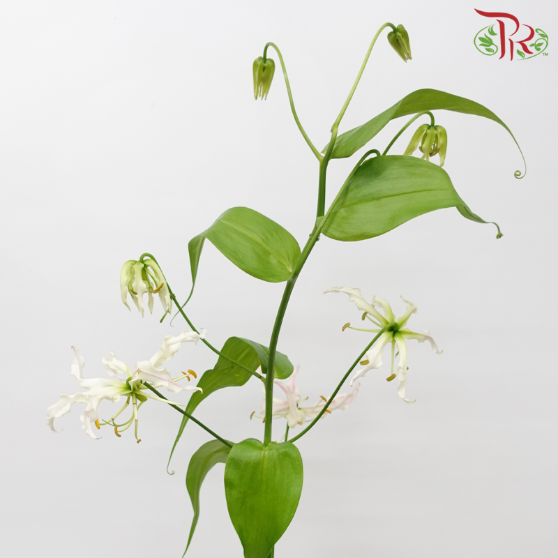 Gloriosa - Tone Light Pink (2 Stems)-Pink-Japan-prflorist.com.my