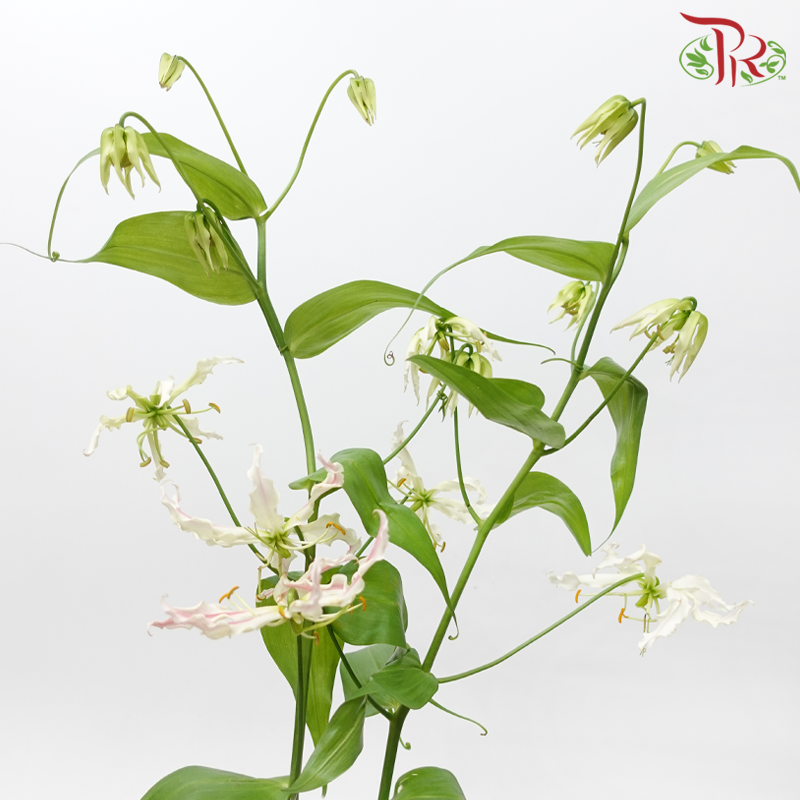 Gloriosa - Tone Light Pink (2 Stems)-Pink-Japan-prflorist.com.my