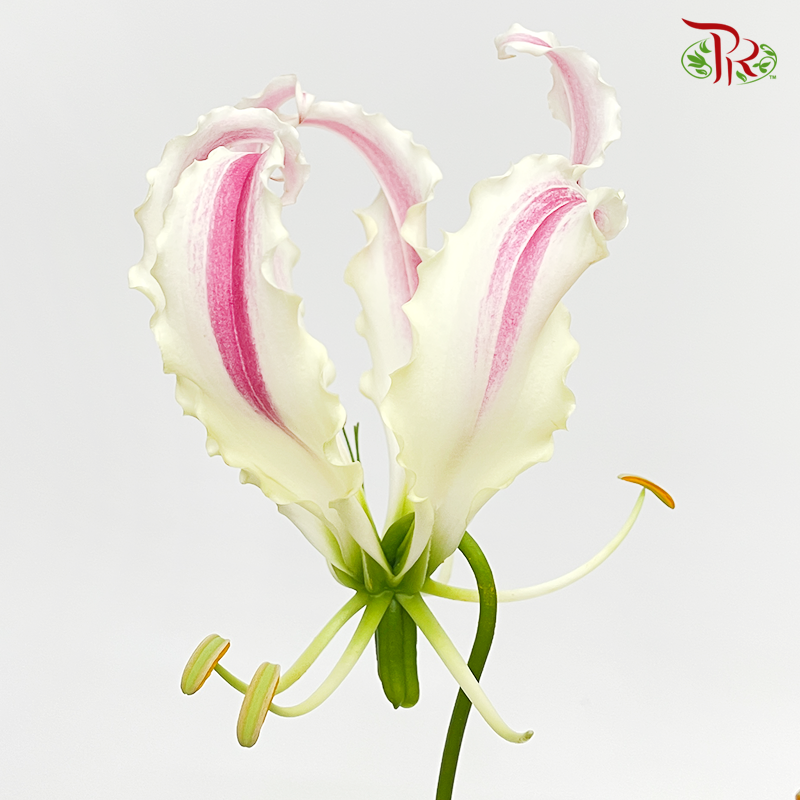 Gloriosa - Tone Pink (2 Stems)-Japan-prflorist.com.my