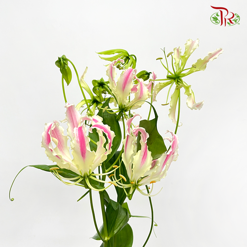 Gloriosa - Tone Pink (2 Stems)-Japan-prflorist.com.my