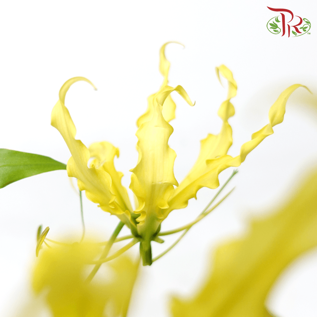 Gloriosa - Yellow (2 Stems)-Yellow-Japan-prflorist.com.my