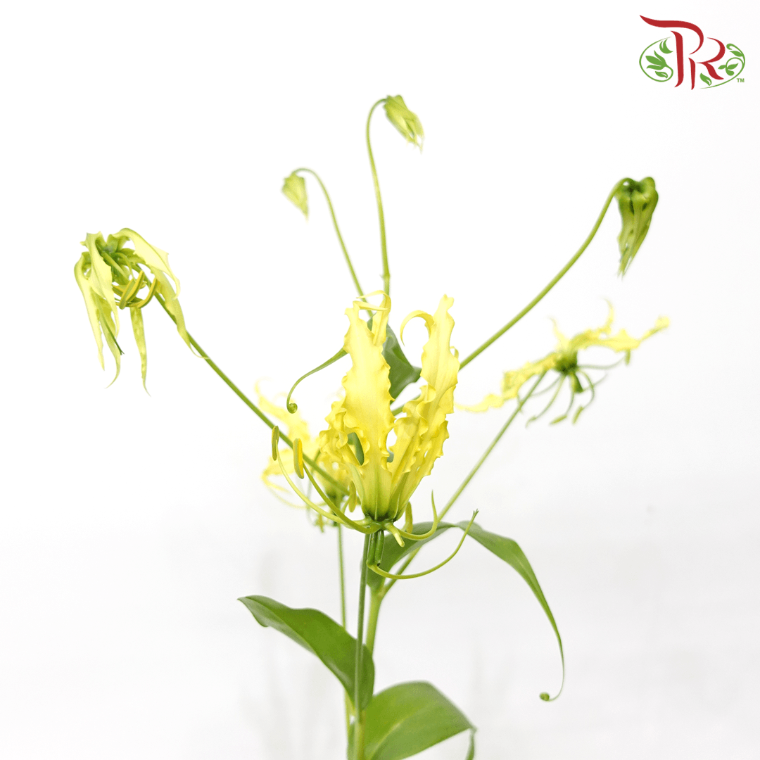 Gloriosa - Yellow (2 Stems)-Yellow-Japan-prflorist.com.my