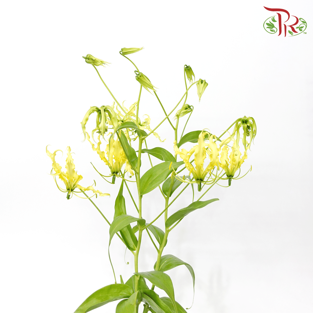 Gloriosa - Yellow (2 Stems)-Yellow-Japan-prflorist.com.my