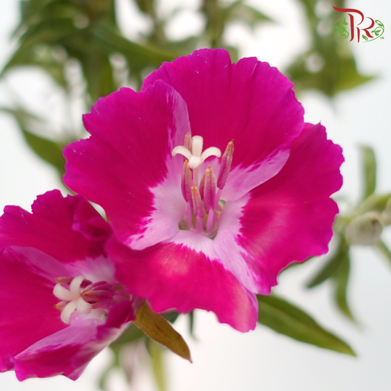 Godetia Amoena - Cherry Pink (Per Bunch)-Cherry Pink-China-prflorist.com.my