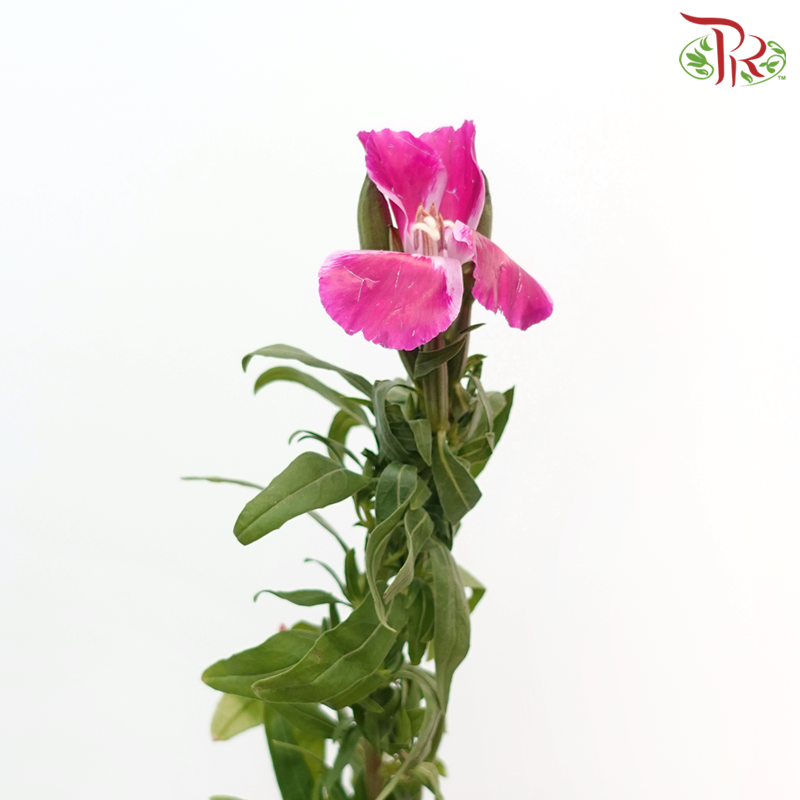 Godetia Amoena - Cherry Pink (Per Bunch)-Cherry Pink-China-prflorist.com.my