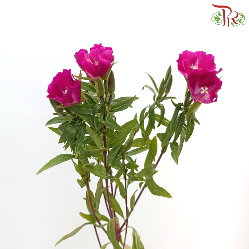 Godetia Amoena - Cherry Pink (Per Bunch)-Cherry Pink-China-prflorist.com.my
