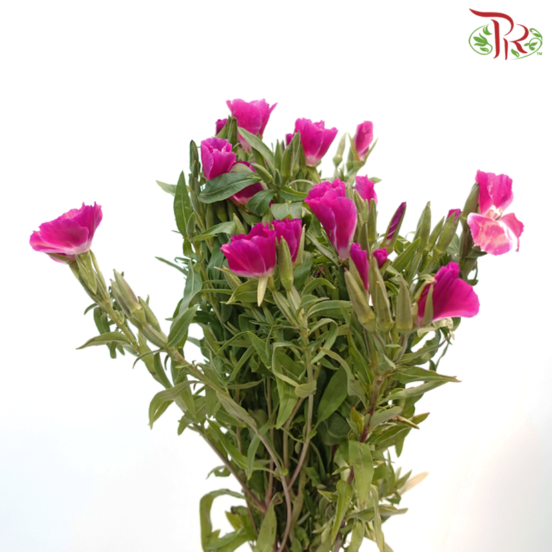 Godetia Amoena - Cherry Pink (Per Bunch)-Cherry Pink-China-prflorist.com.my