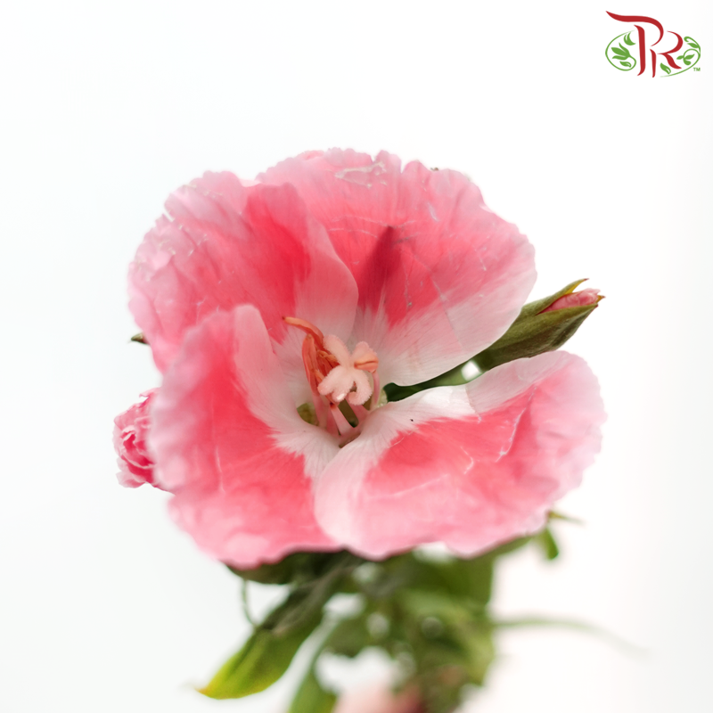 Godetia Amoena - Coral Pink (Per Bunch)-Coral Pink-China-prflorist.com.my