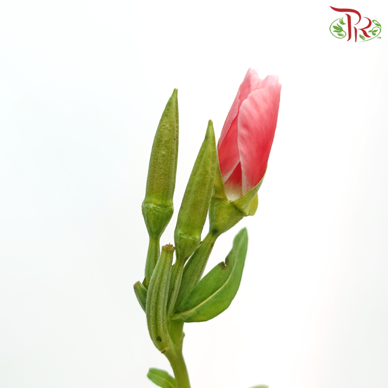 Godetia Amoena - Coral Pink (Per Bunch)-Coral Pink-China-prflorist.com.my