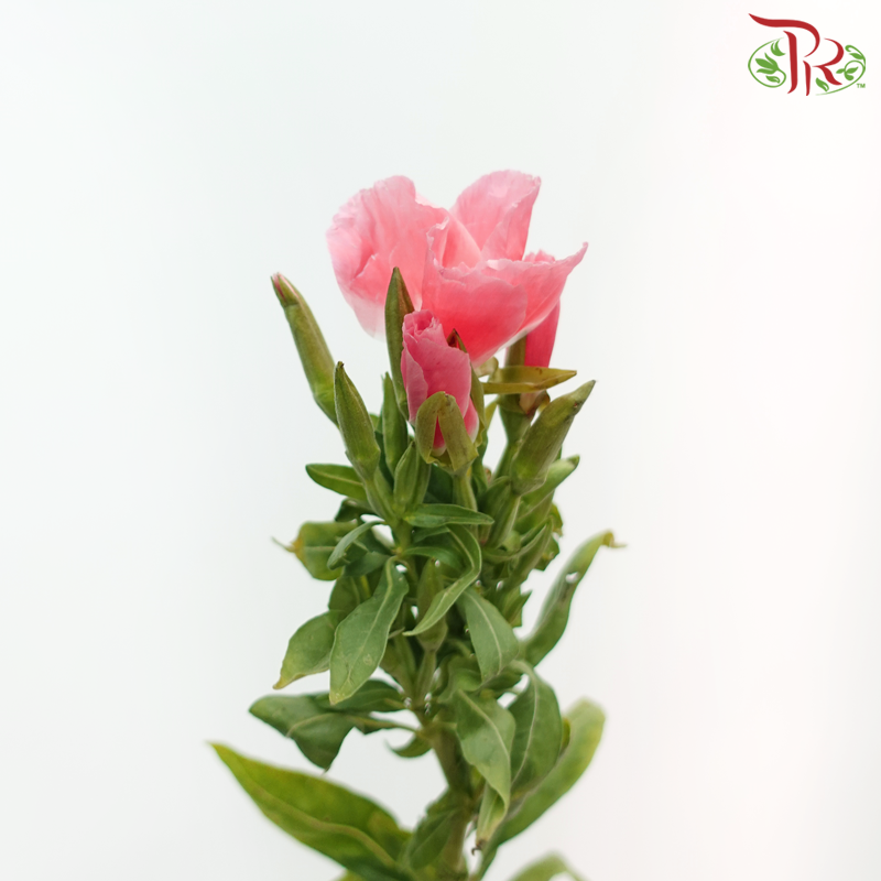 Godetia Amoena - Coral Pink (Per Bunch)-Coral Pink-China-prflorist.com.my