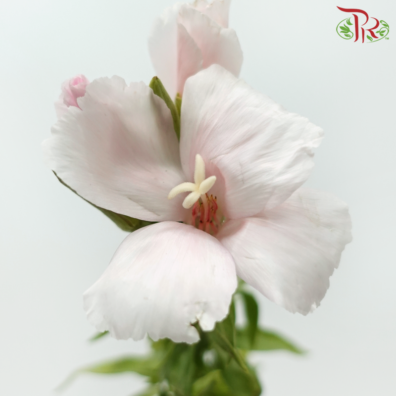 Godetia Amoena - Light Pink (Per Bunch)-Light Pink-China-prflorist.com.my