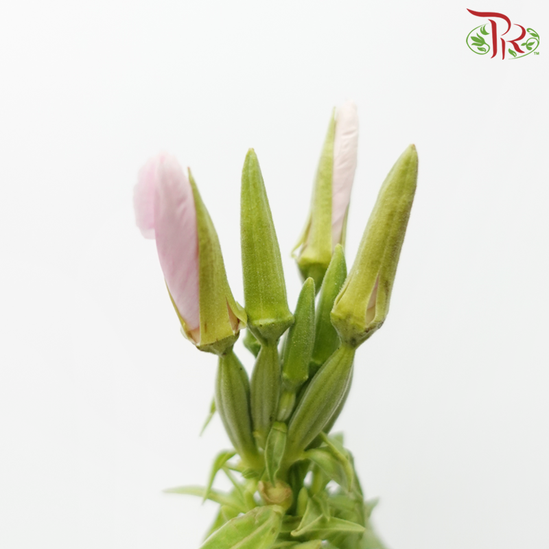 Godetia Amoena - Light Pink (Per Bunch)-Light Pink-China-prflorist.com.my