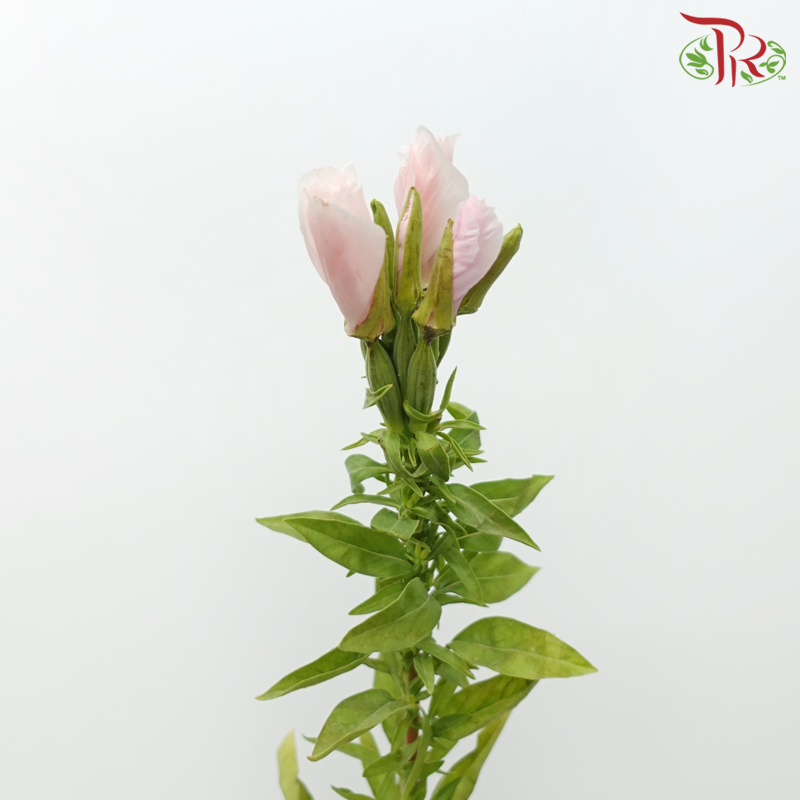 Godetia Amoena - Light Pink (Per Bunch)-Light Pink-China-prflorist.com.my