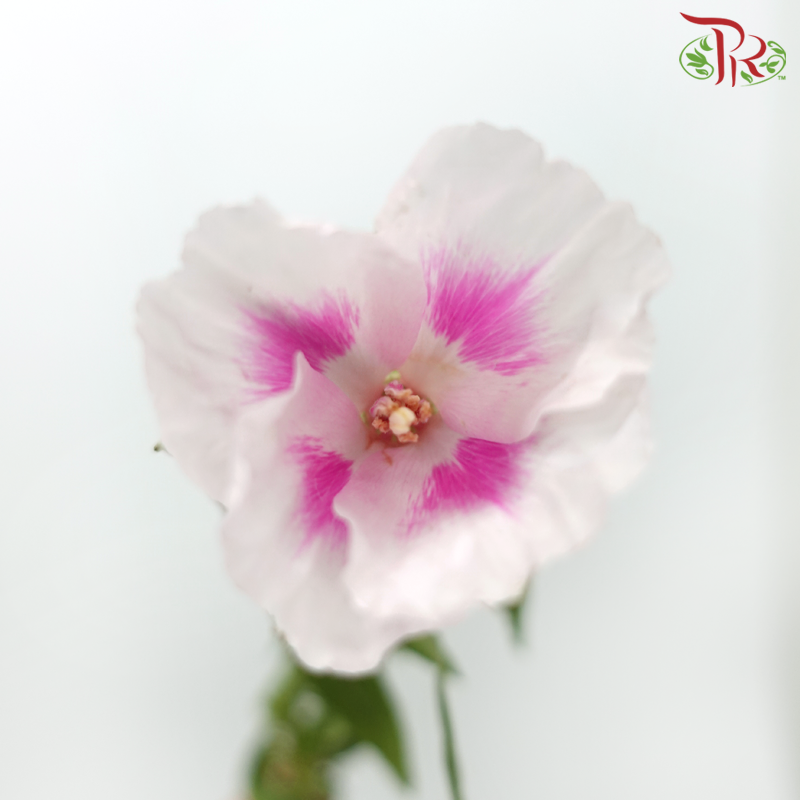 Godetia Amoena - Tone Pink (Per Bunch)-Tone Pink-China-prflorist.com.my