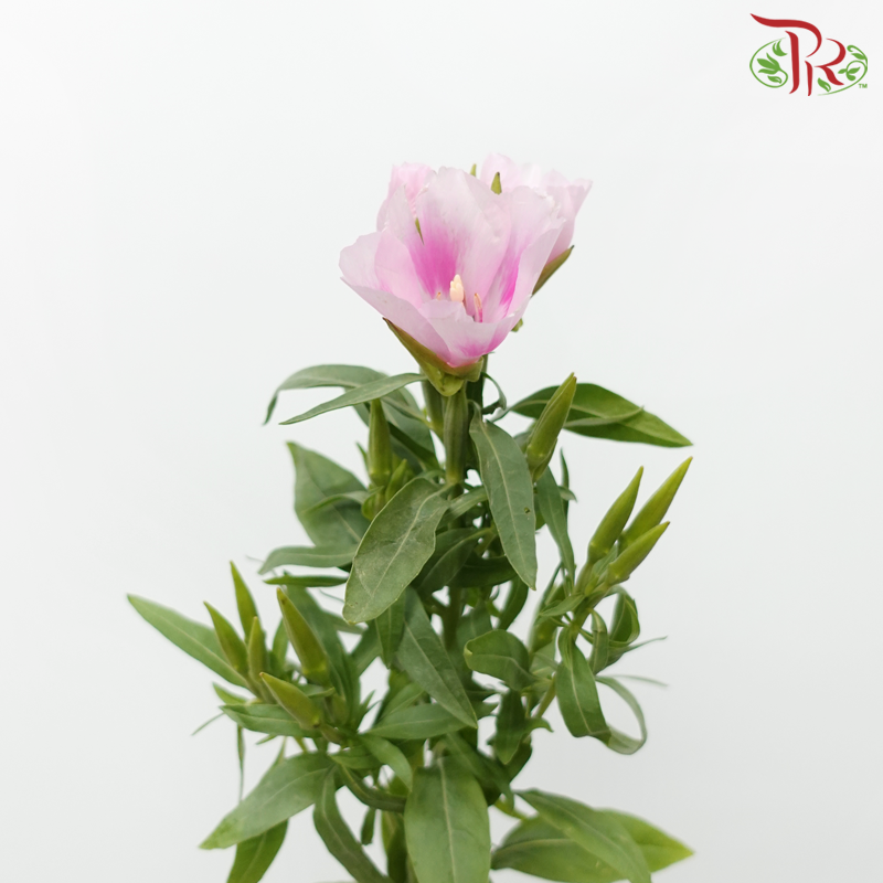 Godetia Amoena - Tone Pink (Per Bunch)-Tone Pink-China-prflorist.com.my