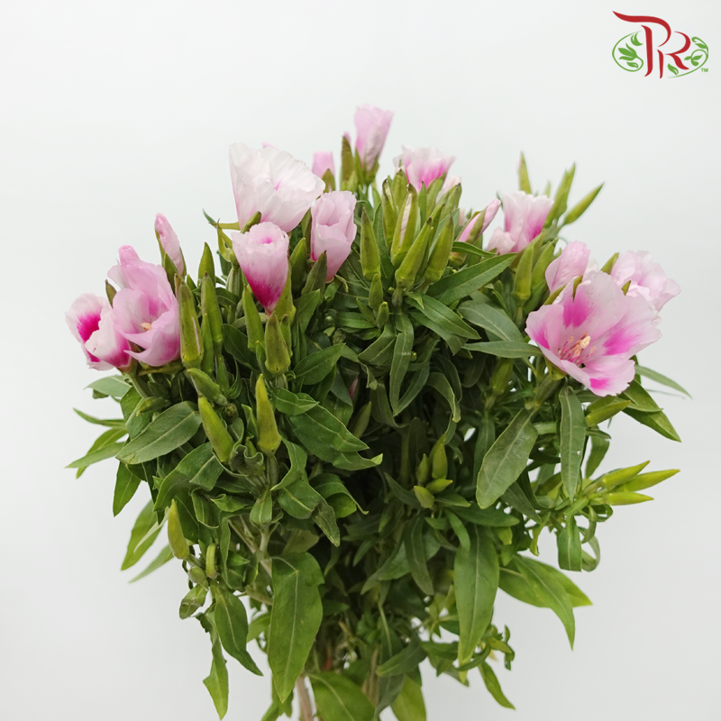 Godetia Amoena - Tone Pink (Per Bunch)-Tone Pink-China-prflorist.com.my