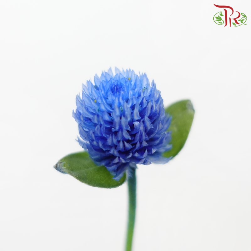 Gomphrena - Blue (5 Stems)-Blue-Japan-prflorist.com.my