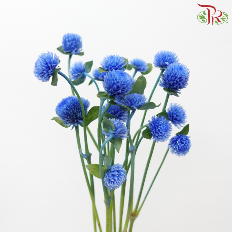 Gomphrena - Blue (5 Stems)-Blue-Japan-prflorist.com.my
