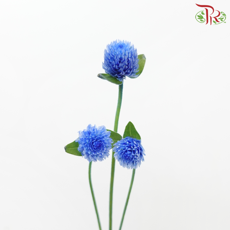 Gomphrena - Blue (5 Stems)-Blue-Japan-prflorist.com.my