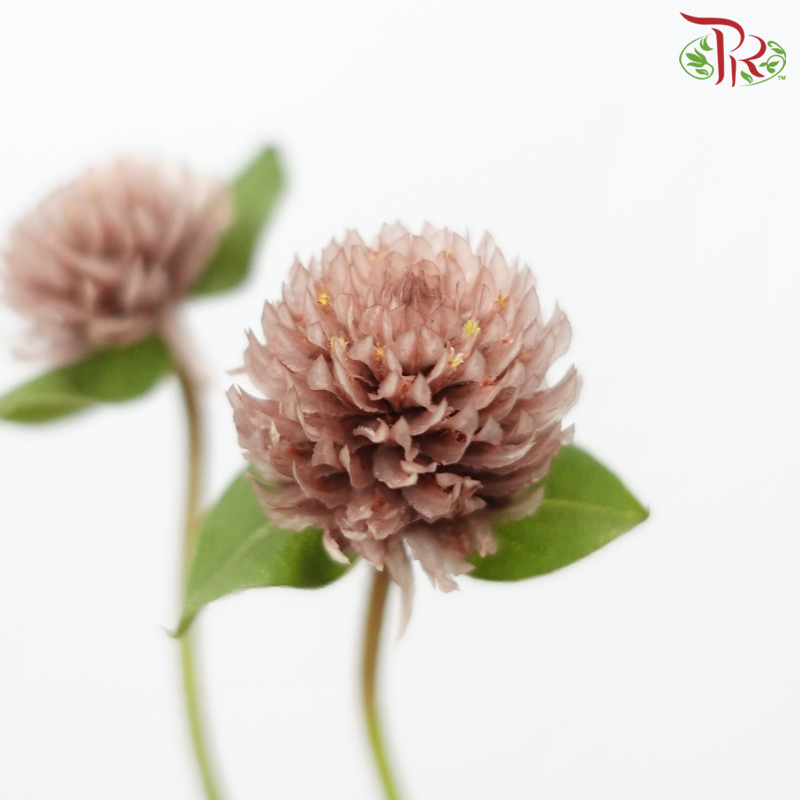 Gomphrena - Brown (5 Stems)-Brown-Japan-prflorist.com.my