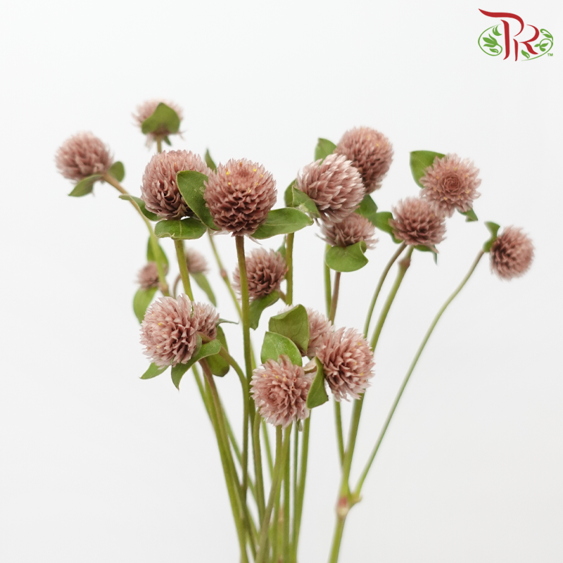 Gomphrena - Brown (5 Stems)-Brown-Japan-prflorist.com.my