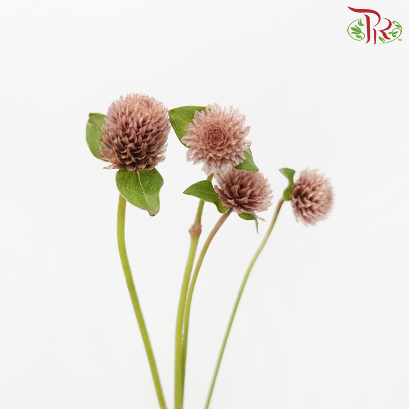 Gomphrena - Brown (5 Stems)-Brown-Japan-prflorist.com.my