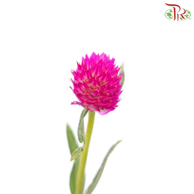 Gomphrena - Cherry Pink (Per Bunch)-Cherry Pink-China-prflorist.com.my