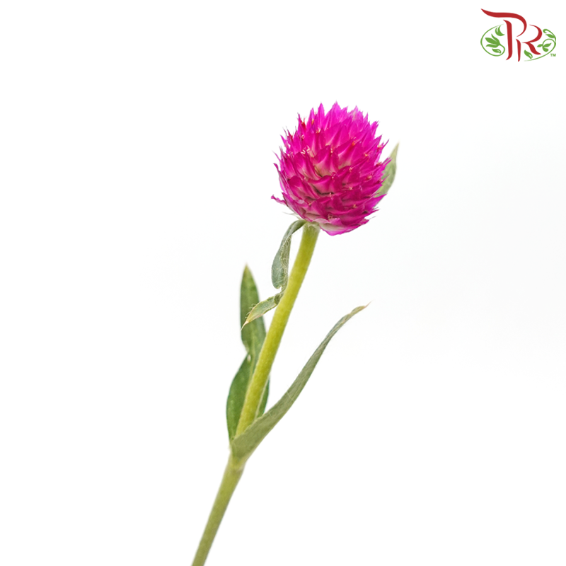 Gomphrena - Cherry Pink (Per Bunch)-Cherry Pink-China-prflorist.com.my