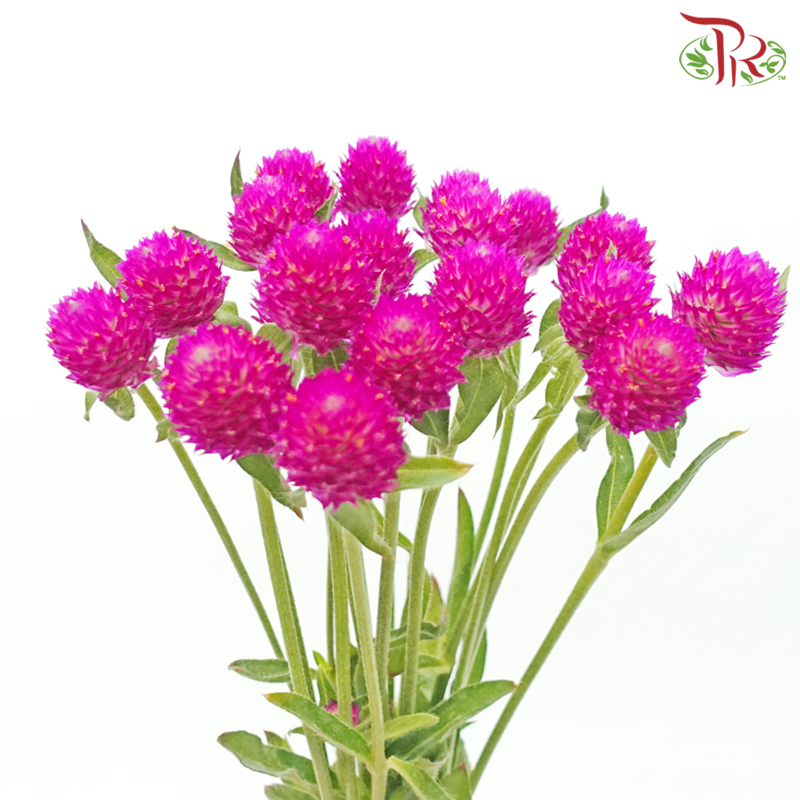 Gomphrena - Cherry Pink (Per Bunch)-Cherry Pink-China-prflorist.com.my