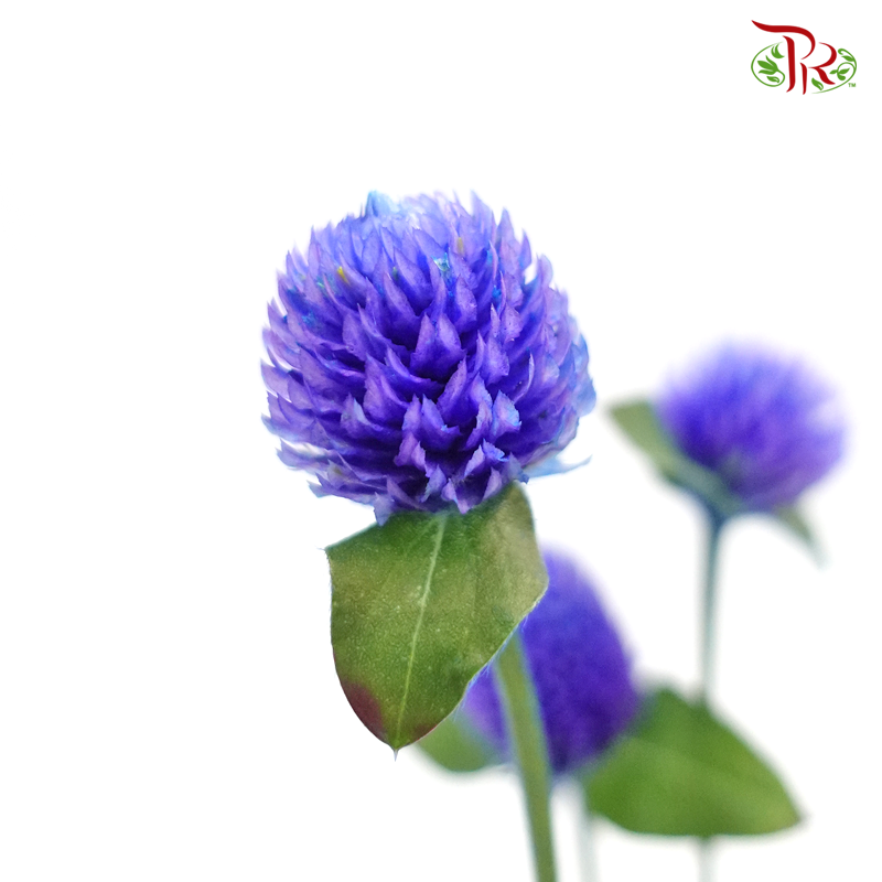 Gomphrena - Dark Blue/Purple (10 Stems)-Blue-Import-prflorist.com.my