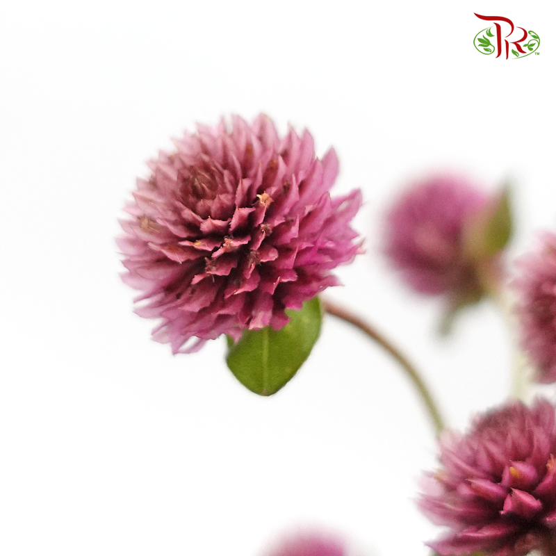 Gomphrena - Dark Dusty Pink (10 Stems)-Pink-Import-prflorist.com.my