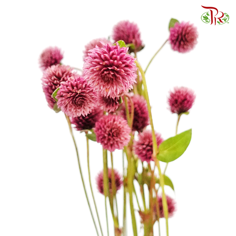 Gomphrena - Dark Dusty Pink (10 Stems)-Pink-Import-prflorist.com.my